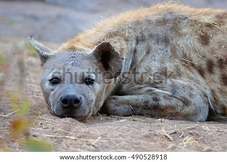 Spotted hyena resting in the nature habitat, carnivore, african scavengers, wild africa