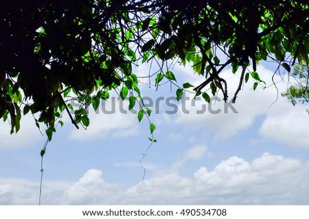 Photo of green leaves against clouds, Copy space concept. Background