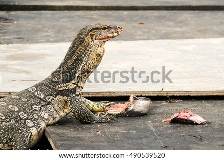 thai monitor lizard eating prey caught.