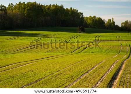 cereal fields in early spring
