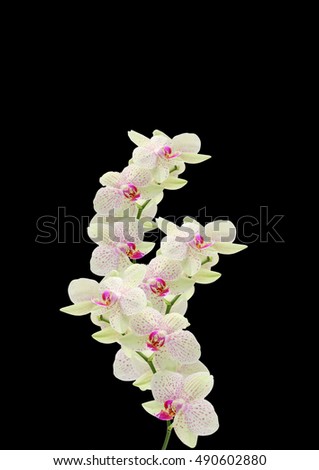 Flower on a black background. Orchid.