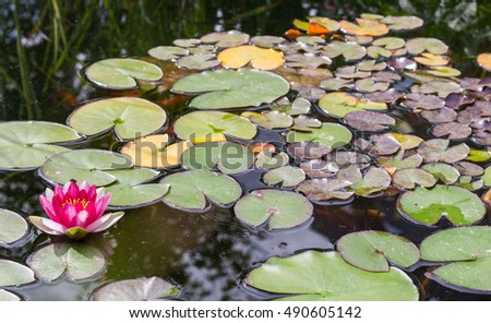 Red water lilly in a small pound. Background