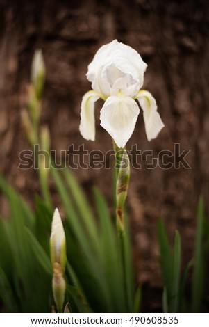 White iris flower. Spring flower in the garden. Alone iris