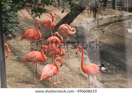 orange flamingo take picture through glass