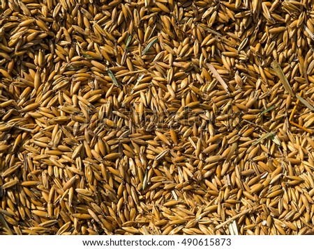  Grains of wheat in closeup view perfect agriculture texture image           