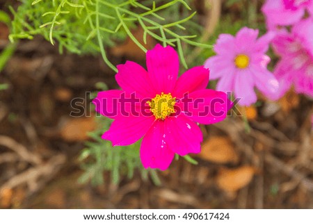 pink flower alone