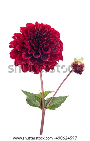 Fragrant red Dahlia on white background isolated. Flower with water drops on petals. Vertical photos. Royalty-Free Stock Photo #490624597