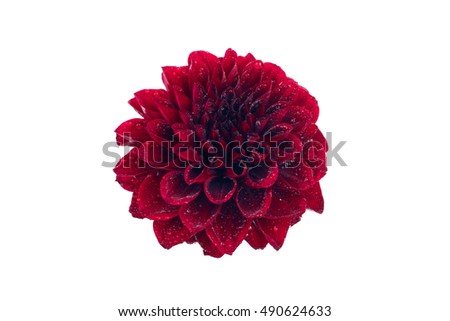 Fragrant red Dahlia on white background isolated. Flower with water drops on petals. Horizontal photo. Royalty-Free Stock Photo #490624633