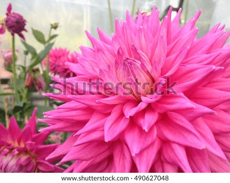 Large pink dahlia