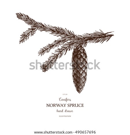 Vintage Fir illustration. Hand drawn Norway Spruce sketch on white background. Vector conifer tree.