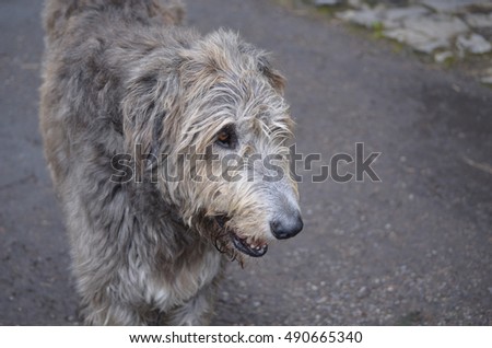 Face of an Irish Wolfhound dog with this silver and grey fur.
