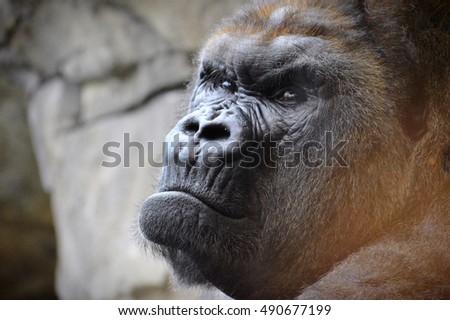 Lowland Mountain Gorilla Royalty-Free Stock Photo #490677199