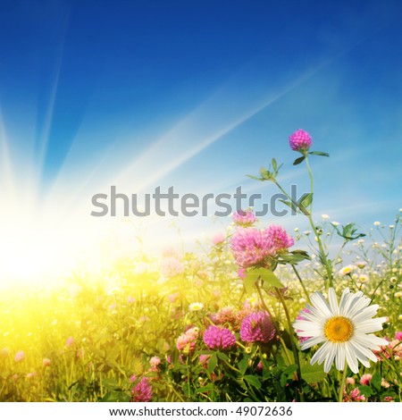 Flower field on sunny day. Royalty-Free Stock Photo #49072636