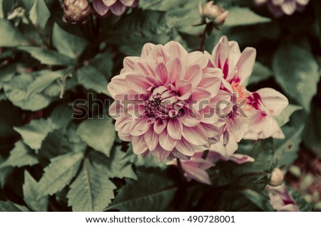 Pink flower and blur background in the garden, vintage tone filter
