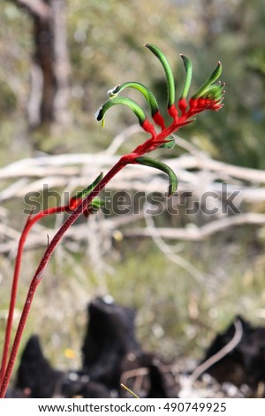 West Australian Red and Green Kangaroo Paw