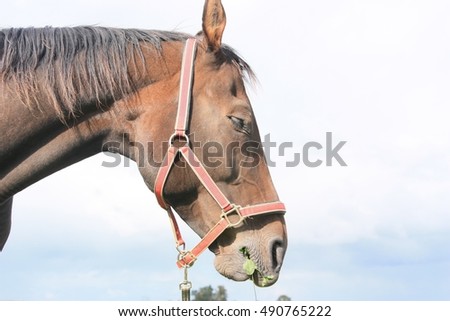 Horse head profile
