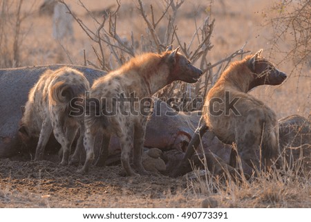 hyena after feeding on a hippo carcass kruger national park south africa