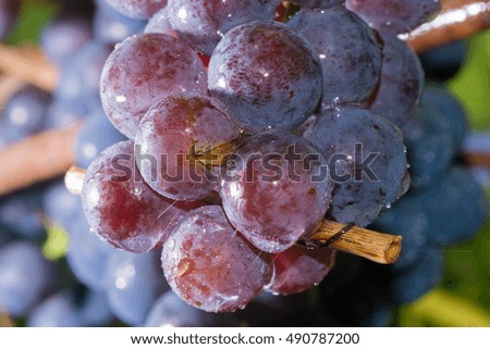 Grapes on a branch close-up growing into a living