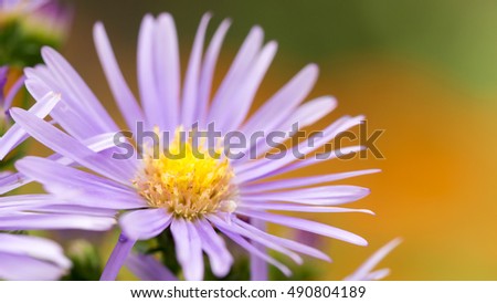 Beautiful purple flowers, macro image soft tender.
