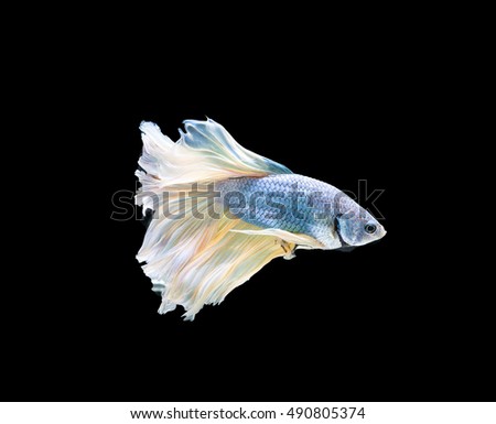 
Capture the moving moment of white siamese fighting fish isolated on black background. Betta fish
