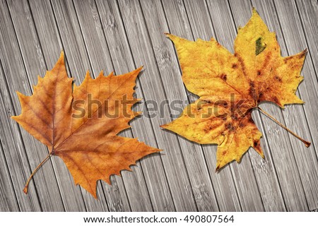 Dray Maple Leaf On Bamboo Place Mat Vignetted Background