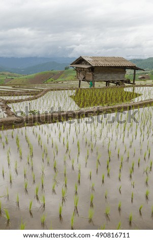 Rice fields, began to grow in the countryside