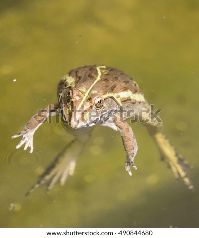 Vertical photo of a frog resting in pond.
