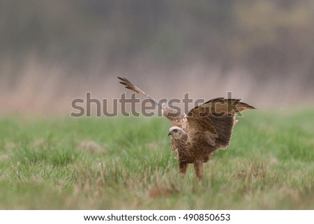 Birds of prey - flying Marsh Harrier (Circus aeruginosus)
