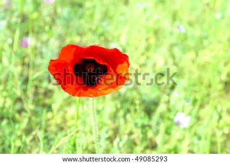 Beautiful red poppy with green grass background