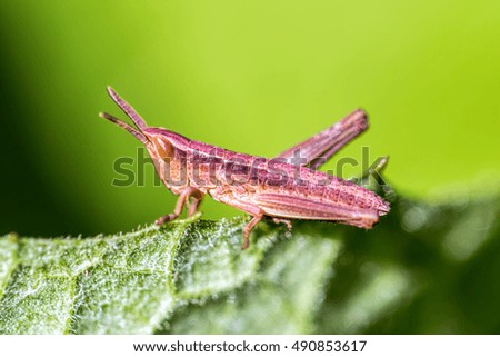 Grasshopper perching on a green leaf