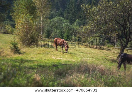 Green pastures of horse farms. Country summer landscape. 
