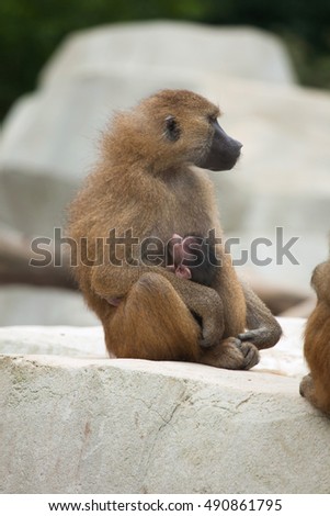 Guinea baboon (Papio papio). Wildlife animal. 