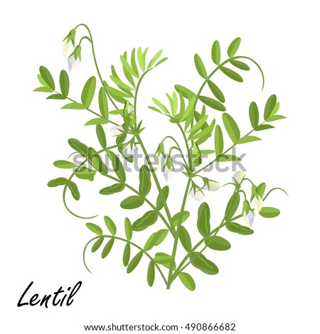 Lentil  (Lens culinaris). Hand drawn vector illustration of lentil plant with flowers on white background.  Royalty-Free Stock Photo #490866682