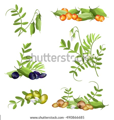 Lentil  (Lens culinaris). Set of hand drawn vector illustrations of lentil plant with pods, flowers and various seeds on white background. Royalty-Free Stock Photo #490866685