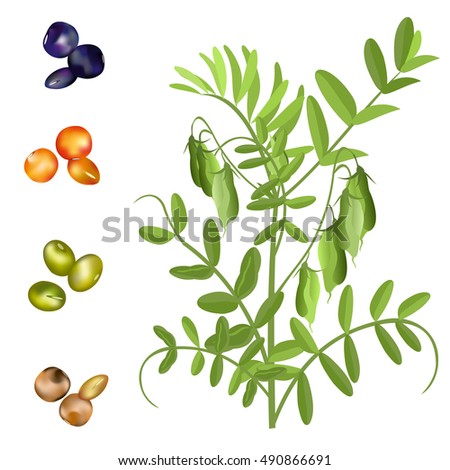 Lentil  (Lens culinaris). Hand drawn vector illustration of lentil plant with pods and set of seeds on white background. Royalty-Free Stock Photo #490866691