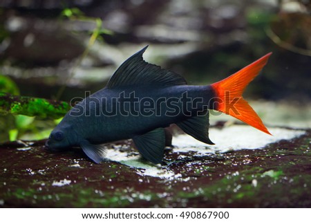 Red-tailed black shark (Epalzeorhynchos bicolor), also known as the redtail sharkminnow. Wildlife animal.  Royalty-Free Stock Photo #490867900