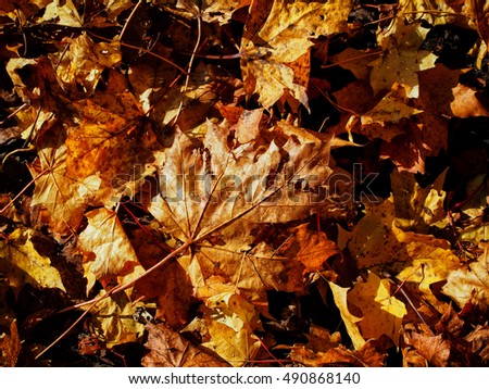 sunlit golden autumn leaves  background