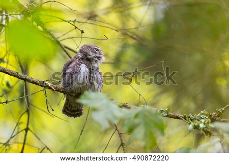 Owls - Pygmy Owl (Glaucidium passerinum) in Knyszynska Forest