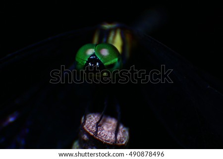 Closeup of dragon fly with eyes 