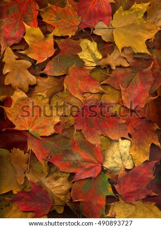 Autumn leaves. Background of the fallen leaves. Yellow and red maple leaves, oak and linden. Texture Wallpaper. Seasonal screensaver on autumn theme.