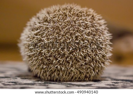Cute hedgehog in my room