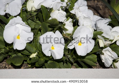 Pretty pure white flowers of pansy, derived by hybridization from several species in the section Melanium of the genus Viola 