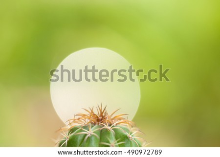 Close up cactus with spines and bokeh on green background.