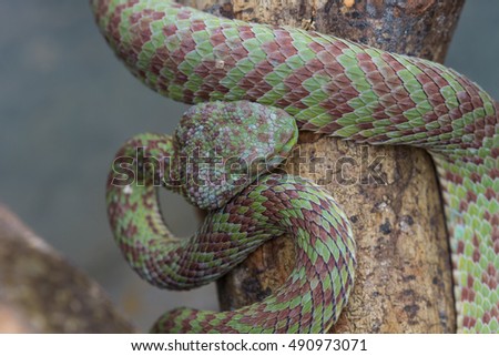 Close up Venus' Pitviper snake (Cryptelytrops venustus) from Thailand
