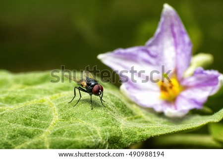 Macro photography of the fly stay on leaves of eggplant and the flower 
