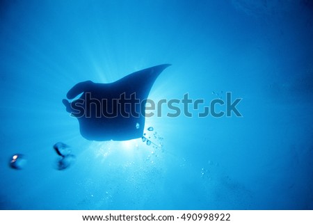 Silhouette of a manta ray in blue water of the ocean with sun rays behind, Manta ray playing  breathing bubbles from scuba diver, Andaman sea, south of Thailand, copy space