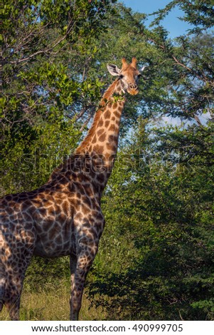 South Africa giraffe eating