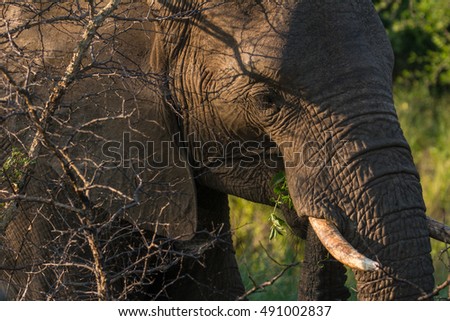 South Africa elephant close up eating during sunset 