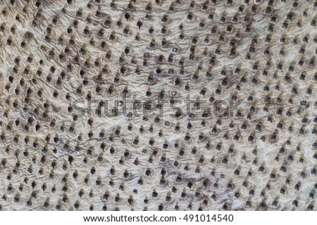 Shark leather background, sharp points on a grey skin