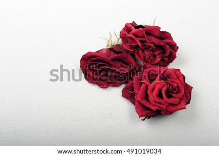 Three red faded roses on white surface.  The flowers are gathered on the right side of  the image with copy space to the left.